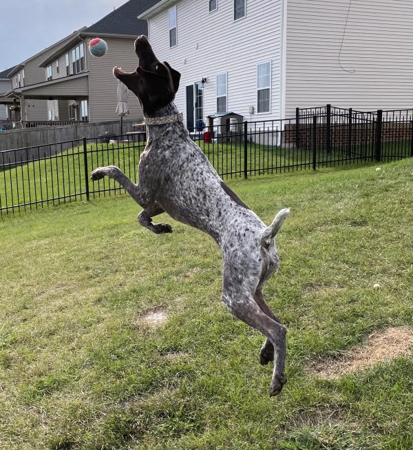 /images/uploads/southeast german shorthaired pointer rescue/segspcalendarcontest2021/entries/21891thumb.jpg
